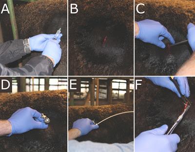 Validation of a minimally-invasive method for sampling epithelial-associated microorganisms on the rumen wall